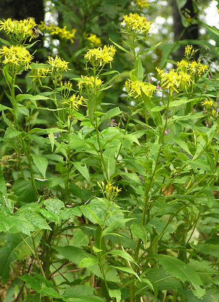 Hain-Greiskraut, Senecio nemorensis